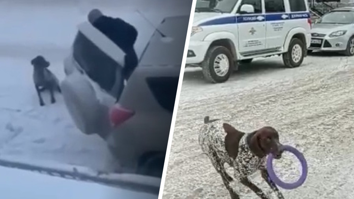Полицейские нашли мужчину, которого заподозрили в жестоком избиении собаки в Новоуральске