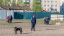 На Южном Урале ввели штрафы для хозяев собак, не убирающих за ними на улице и игнорирующих намордники