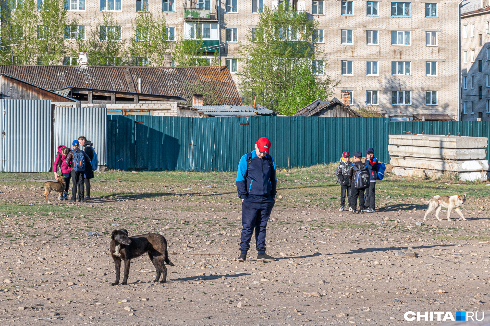 Какие штрафы ввели за выгул собак в Челябинске - 11 мая 2023 - 74.ru