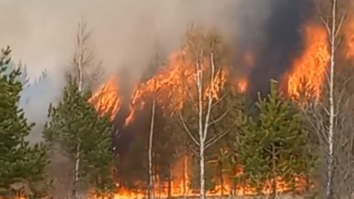«Тушили вместе с пожарными»: в Ярославской области загорелся лес