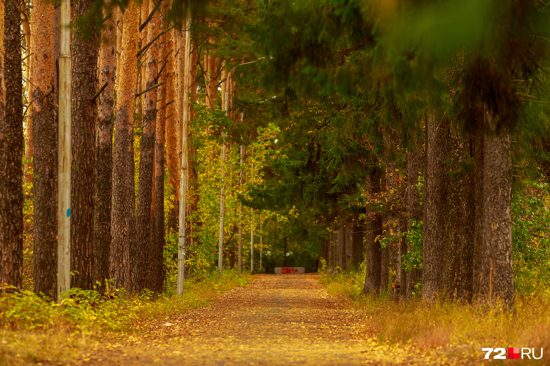 Прогулка по лесу — всегда хорошая идея. Осенью — особенно