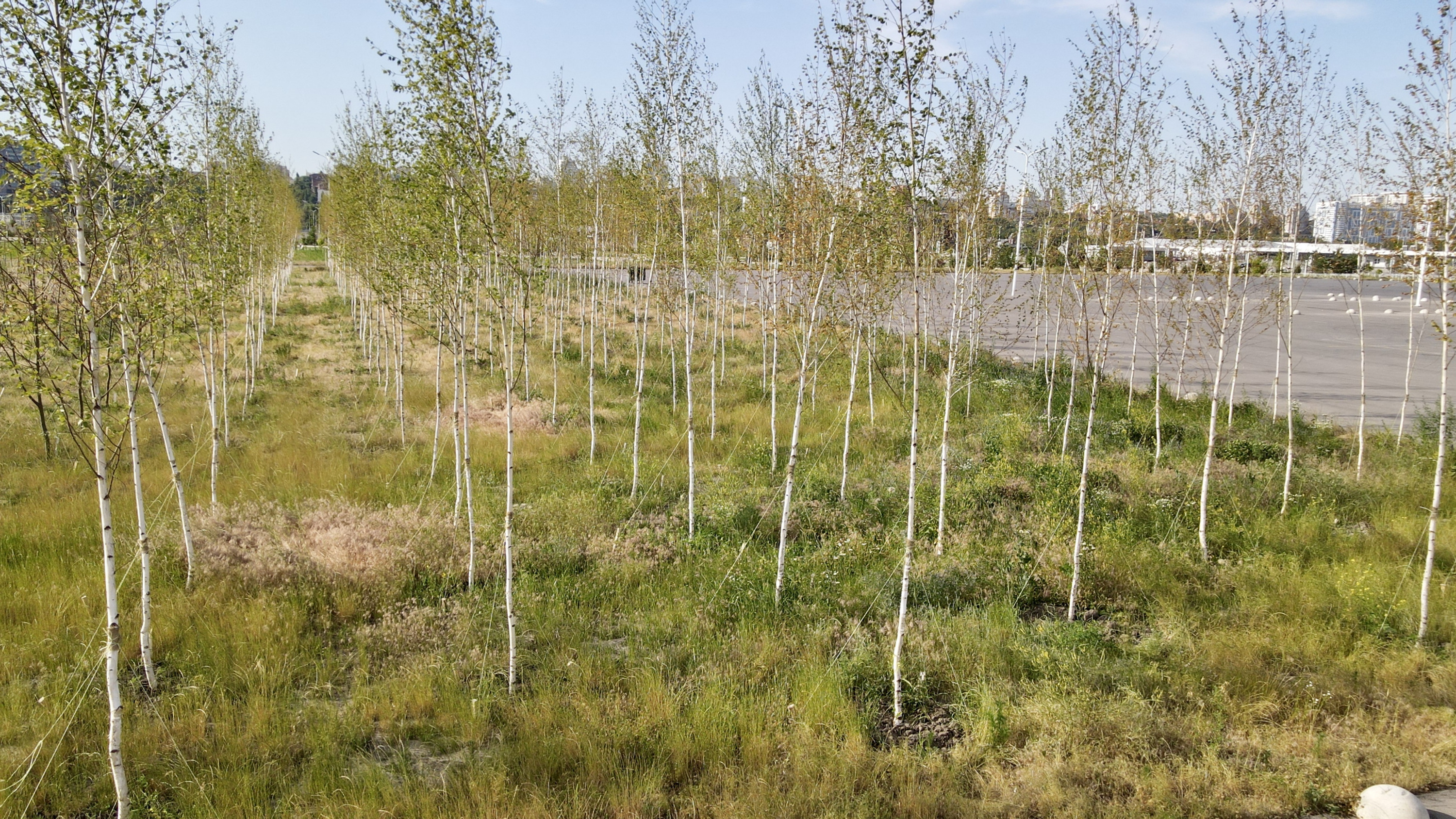 Посадили 56 деревьев 7 8. Высадка деревьев на берегу Дона. Деревья в Ростове на Дону. В чем выращивают саженцы деревьев. Засохшие деревья в Москве июль 2010.