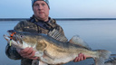 Сибиряк поймал в Обском водохранилище огромного судака длиной почти метр