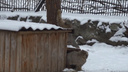 Манул показал, как правильно точить коготочки — милое видео из Новосибирского зоопарка