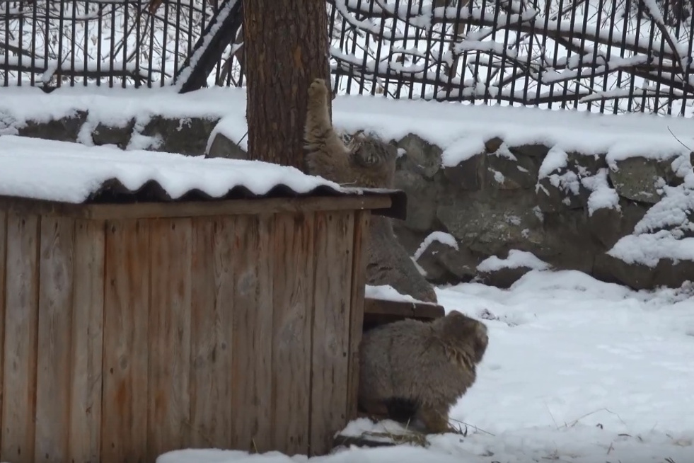 Манул показал, как правильно точить коготочки в Новосибирском зоопарке .
