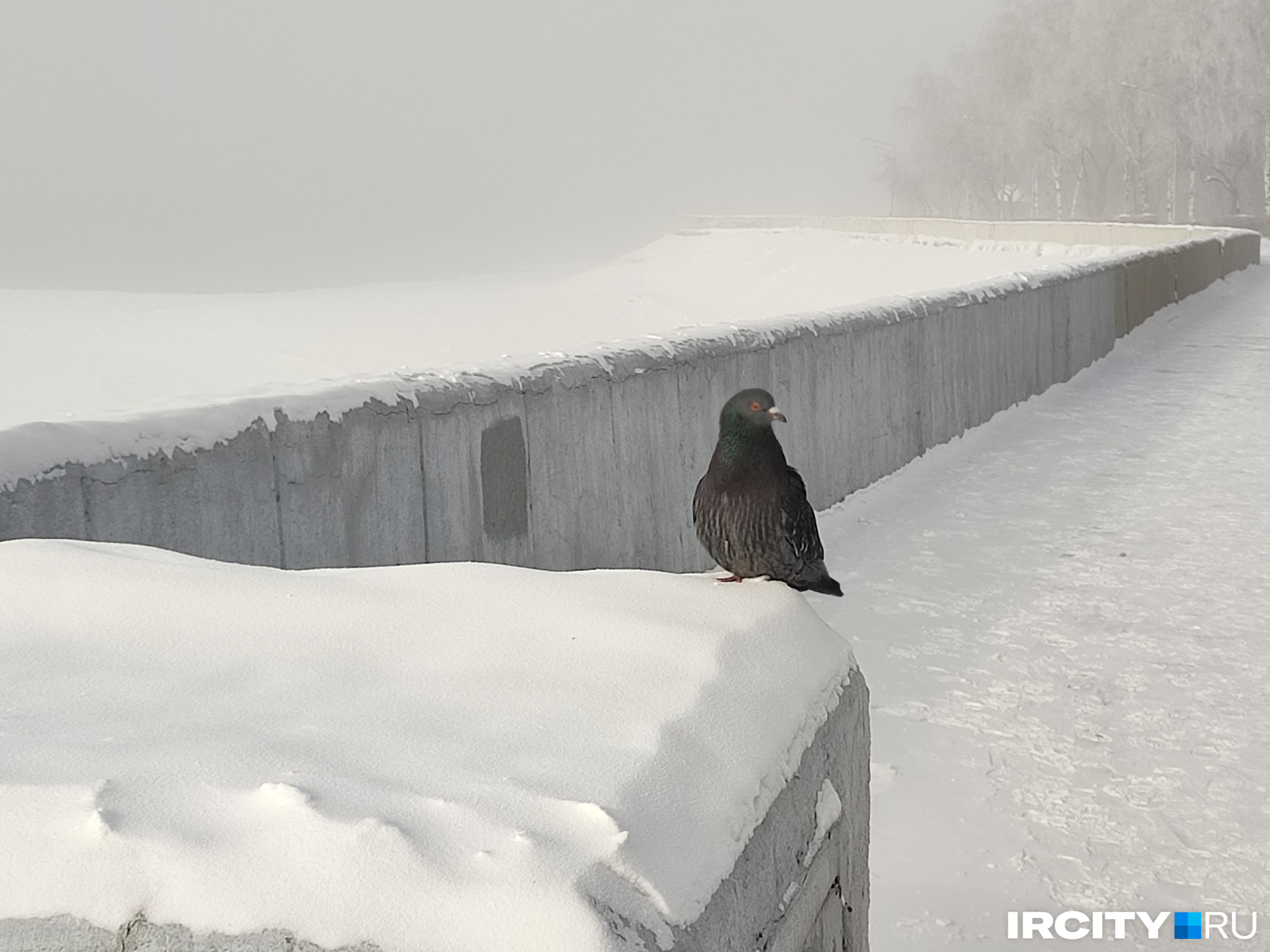 Холодно сегодня было не только людям, но и голубям Холодно сегодня было не только людям, но и голубям