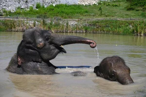 Цирковые слоны два месяца отдыхали в Сочи