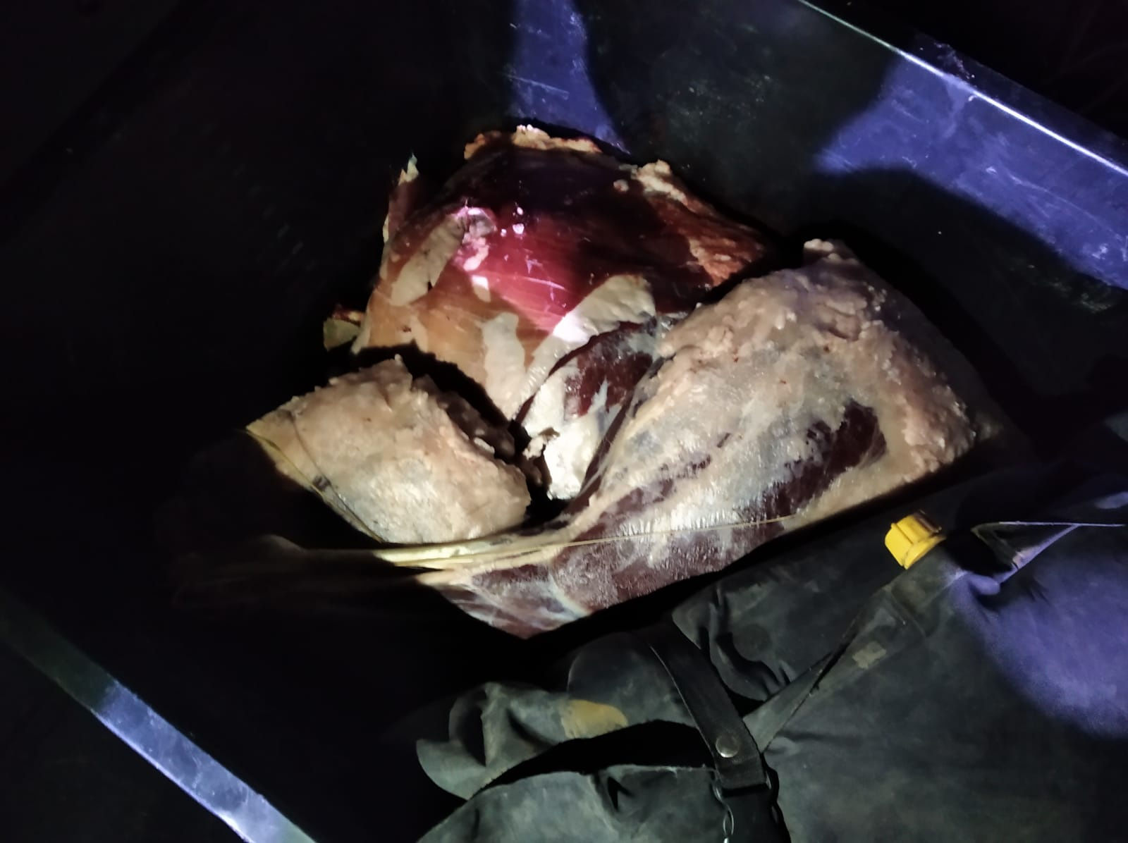 Косуля, найденная в багажнике госинспектора по охране животного мира Чулымского района Даниила Казанцева в октябре 2021-го