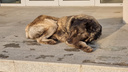 «Собачку жалко»: в Волгограде догхантеры отравили чипированного пса