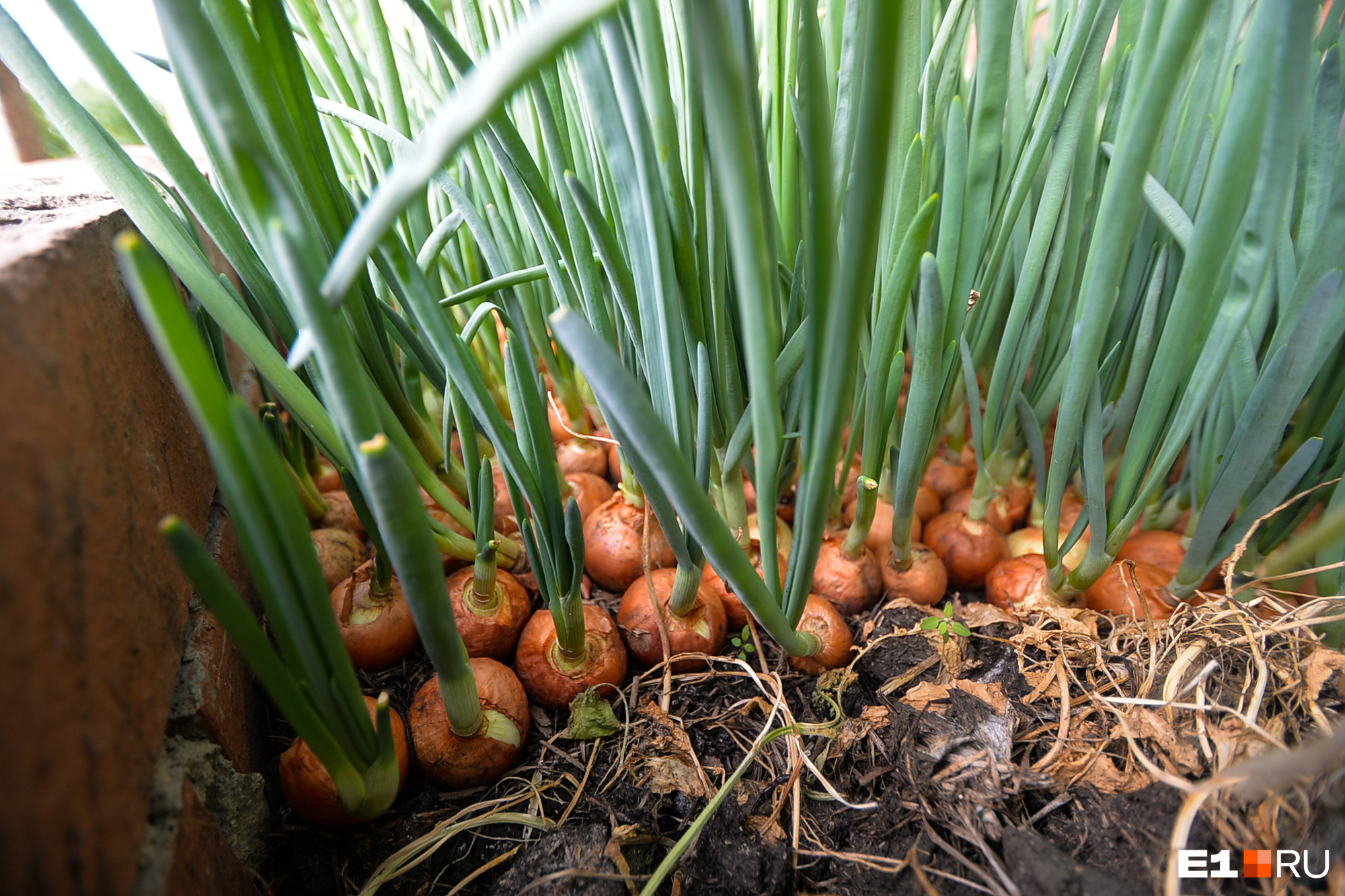 6 преимуществ выращивания лука через рассаду
