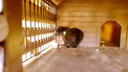Спасенного новосибирцами осиротевшего медвежонка отправят в реабилитационный центр