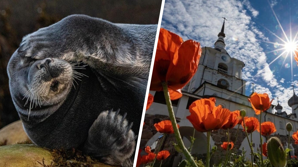 Забавный тюлень и «гигантские» маки: фотограф Николай Гернет рассказал историю двух своих снимков