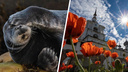 Забавный тюлень и «гигантские» маки: фотограф Николай Гернет рассказал историю двух своих снимков