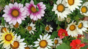 Окучиваем георгины и сажаем тюльпаны: чек-лист важных работ в цветнике в сентябре–октябре
