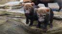 Щенки кустарниковых собак не поделили палку — забавное видео из Новосибирского зоопарка