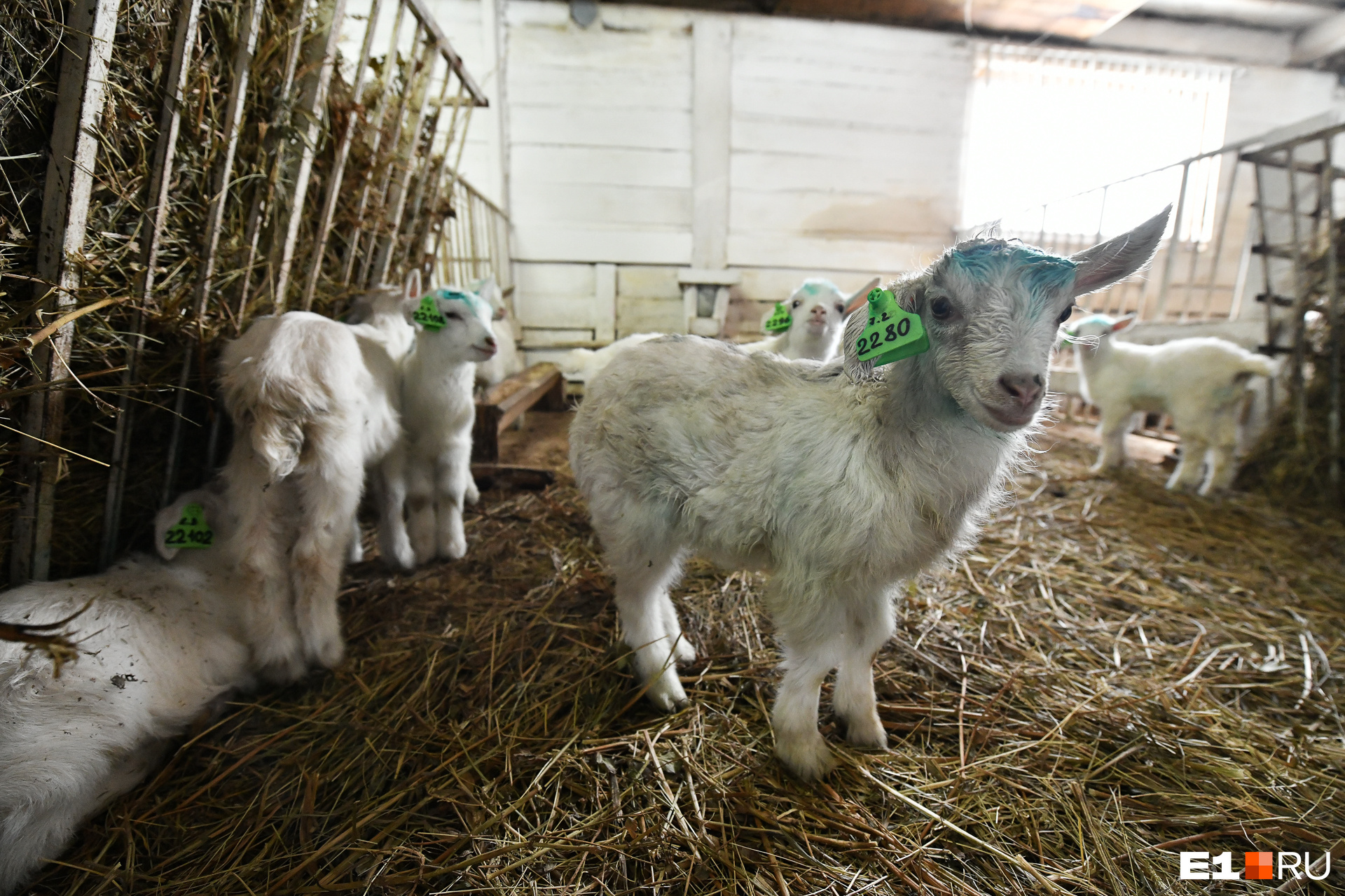 Когда Александр и его напарник Антон покупали коз, они не знали, что с четвертого месяца беременности козы перестают давать молоко до самого окота (рождения козлят)