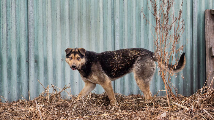 Мэрия Иркутска объявила второй аукцион на отлов собак в 2022 году на 3 миллиона рублей