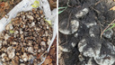 «После снега грибы полезли»: что собирают новосибирские грибники в октябре
