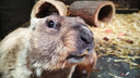 В Самарском зоопарке сообщили, какой прогноз на весну дали сурки