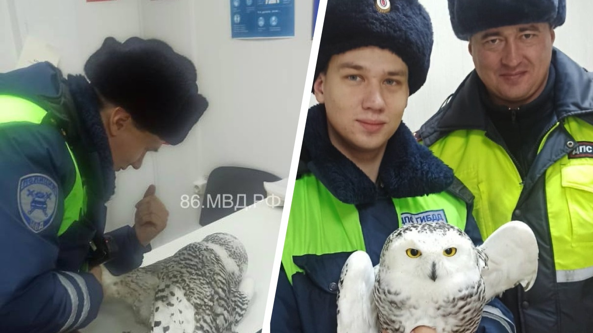 Полицейские из Сургутского района спасли краснокнижную сову