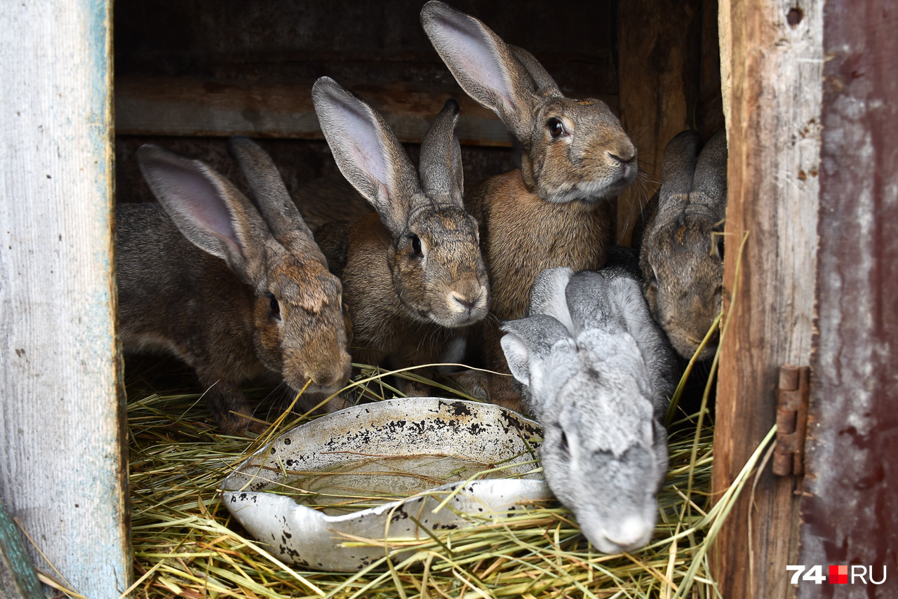Кроликов более семидесяти