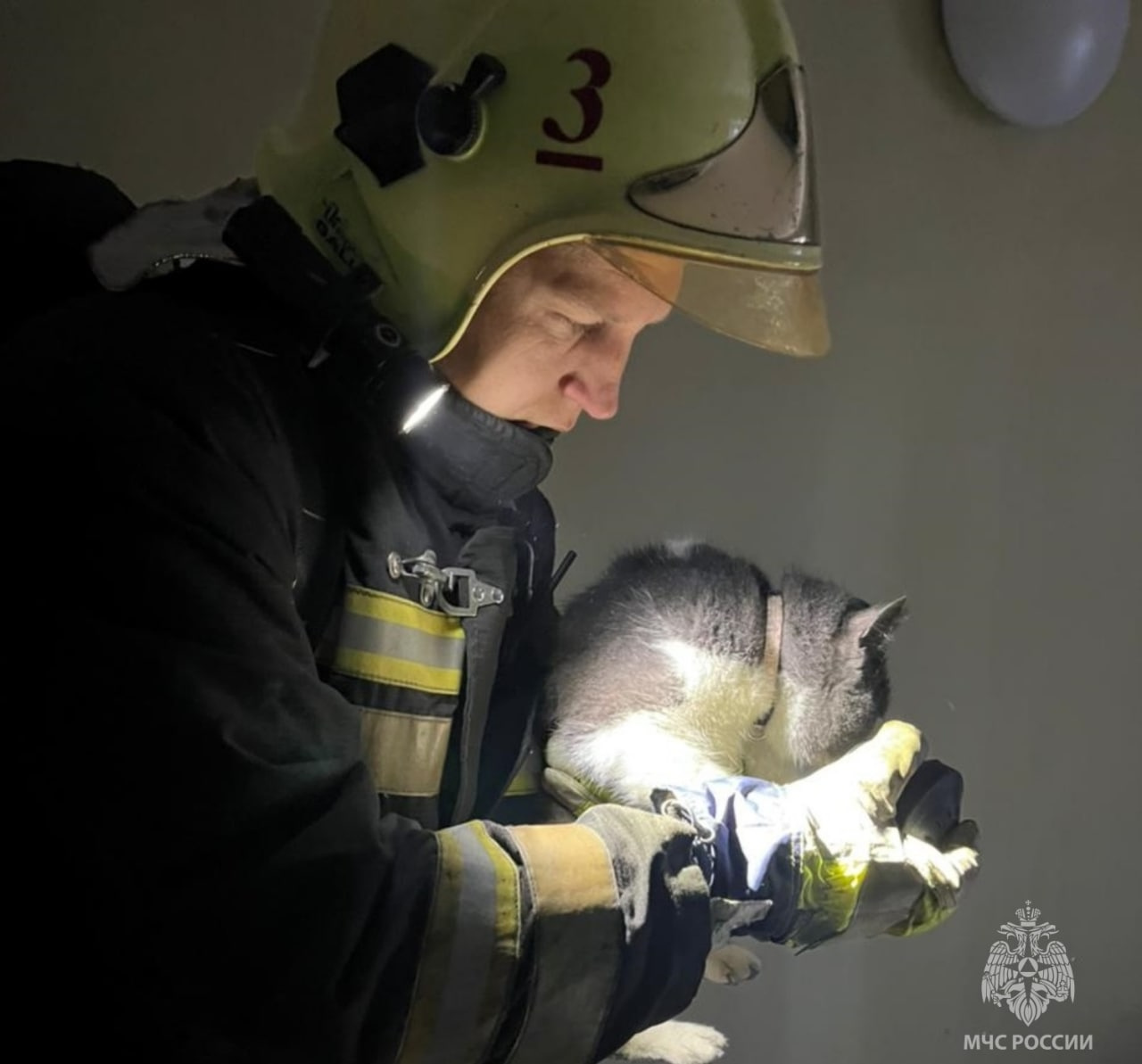 Под Костромой загорелся кошкин дом. Пожарные спасли сотню животных, есть  погибшие | 18.11.2022 | Санкт-Петербург - БезФормата