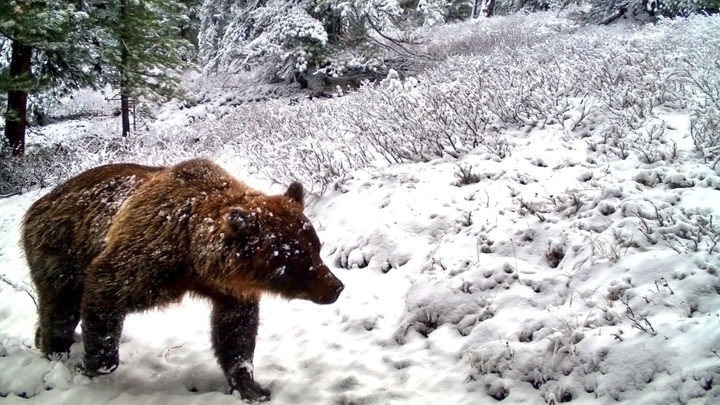 В Саяно-Шушенском заповеднике показали милые фото зимующих животных