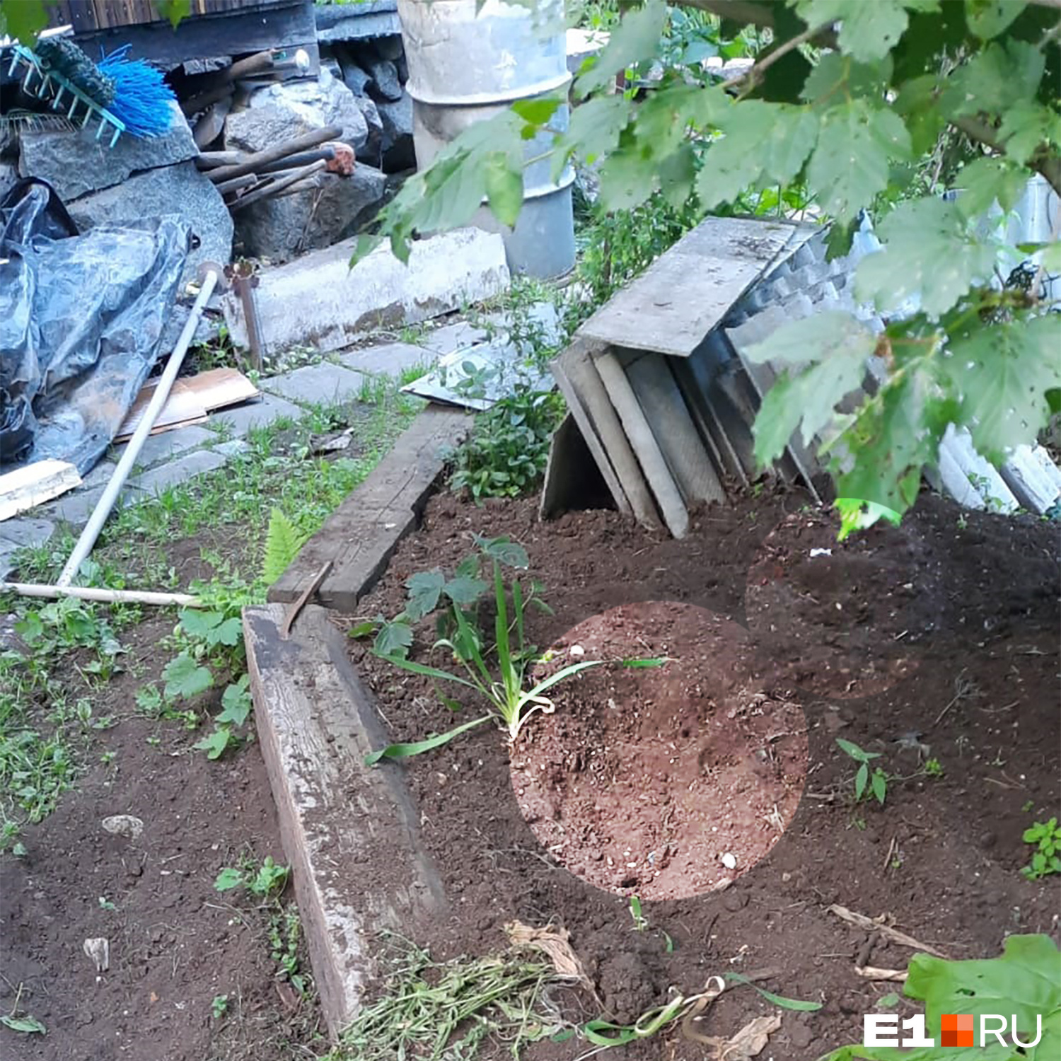 В огороде остались следы медвежьих лап