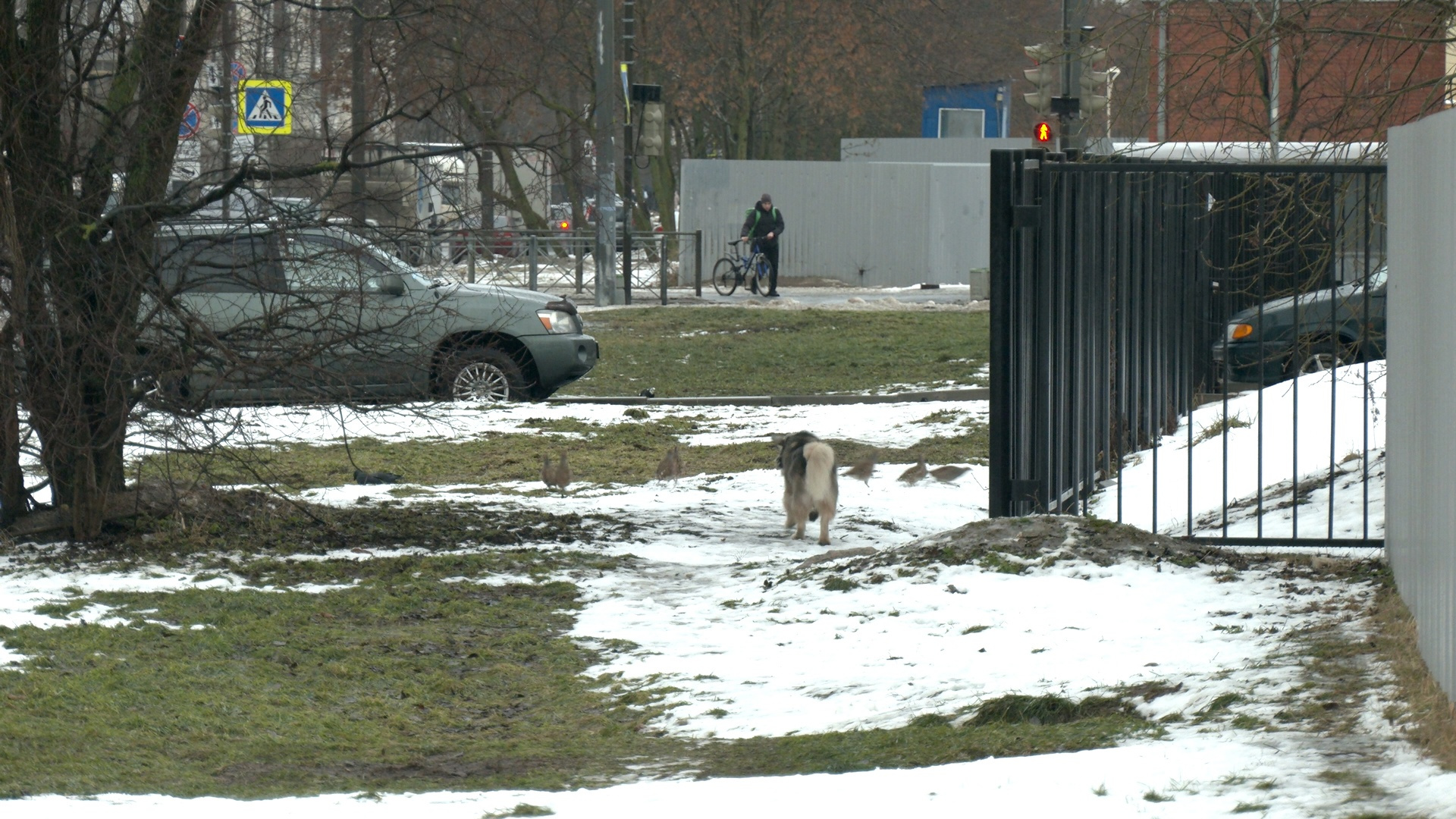 Серые куропатки поселились в Купчино в Петербурге в январе 2023 г. - 20  января 2023 - ФОНТАНКА.ру