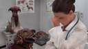 «Сами себя кастрируйте!»: откровения ветеринарного врача о наглых и неадекватных клиентах