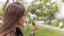 В Новосибирске зацвели яблони — 10 кадров города, утопающего в белых цветах