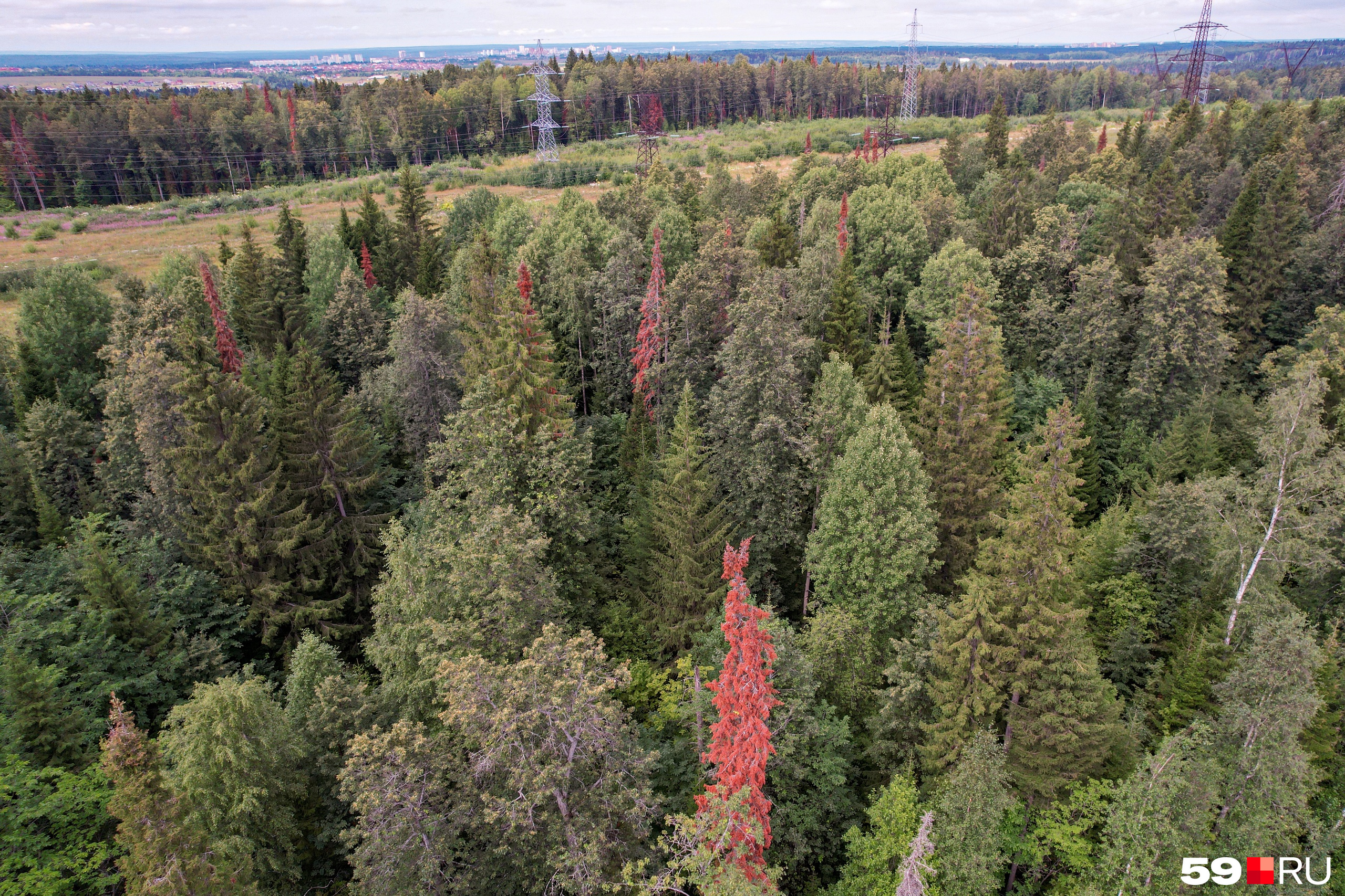 Красные деревья разбросаны по лесу