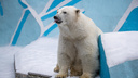 «У Герды родились два детеныша»: власти Новосибирска подтвердили пополнение в семействе белых медведей в зоопарке