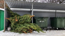 Продавцы елок устроили в Ростове кладбища нераспроданных деревьев