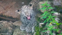 В Сочи котят леопарда скоро переведут в большие вольеры и начнут готовить к выпуску в дикую природу