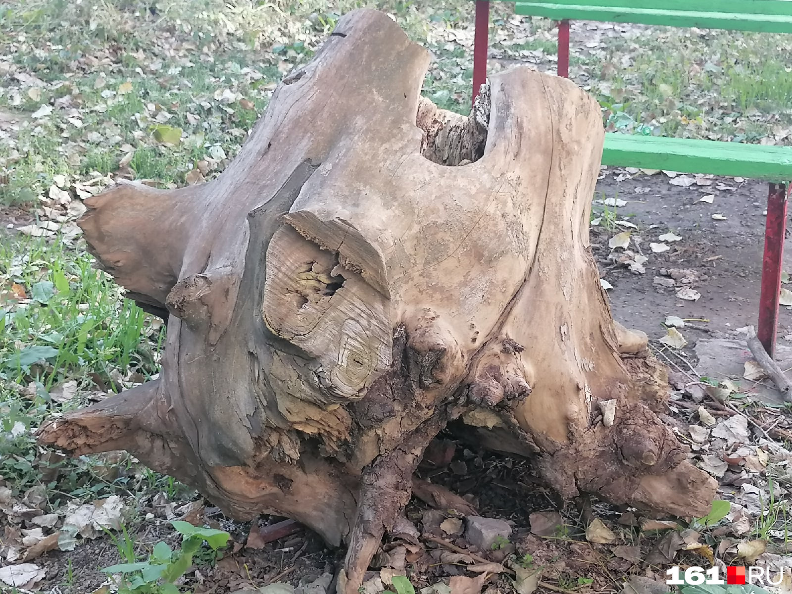 Этот пень стал местной достопримечательностью, с ним играют детишки бывших военнослужащих Этот пень стал местной достопримечательностью, с ним играют детишки бывших военнослужащих