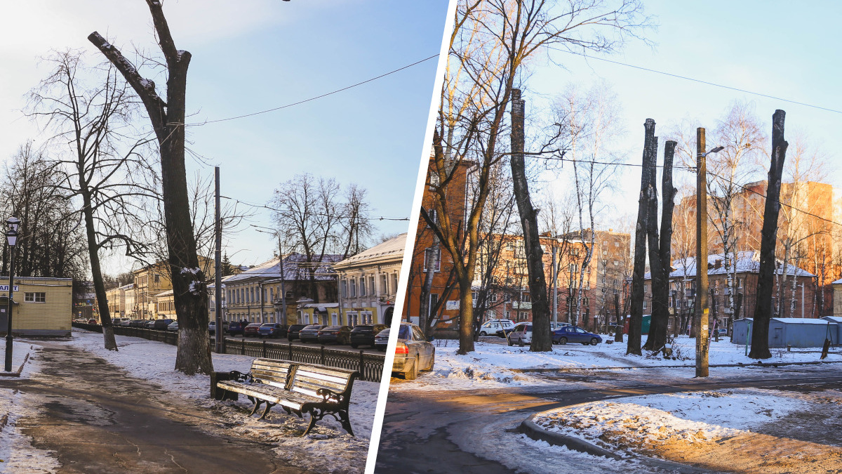 Торчат, как палки: коммунальщики превратили центр Ярославля в лес из обрубков