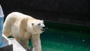 Новосибирский зоопарк можно будет месяц посещать бесплатно — для кого действует акция
