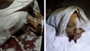 В Архангельске нашли двух мертвых собак в мешке: собрали всё, что известно об этом случае