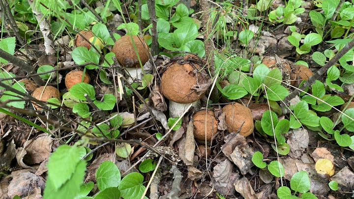 В лесах под Екатеринбургом пошли подосиновики и белые грибы: где их искать