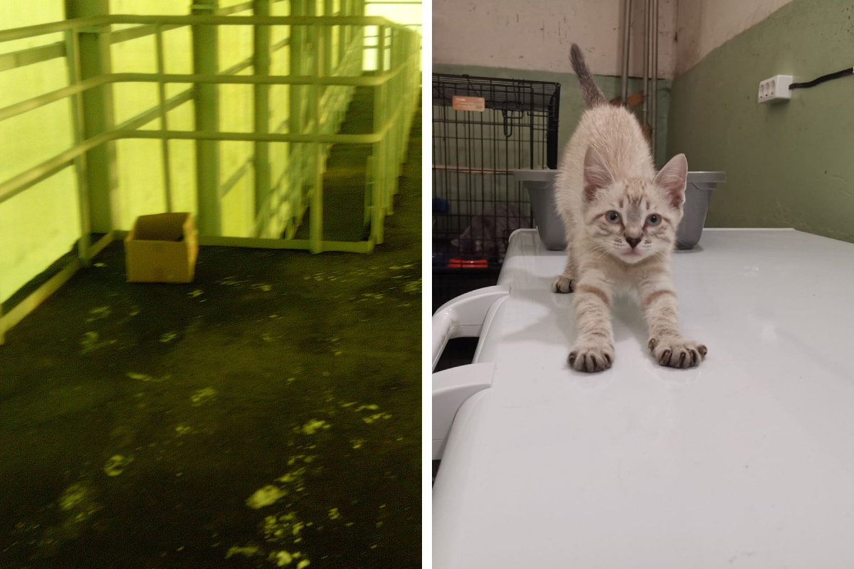 Бросили прямо на обочине: под Екатеринбургом нашли коробку с целым семейством котят