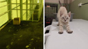 Бросили прямо на обочине: под Екатеринбургом нашли коробку с целым семейством котят