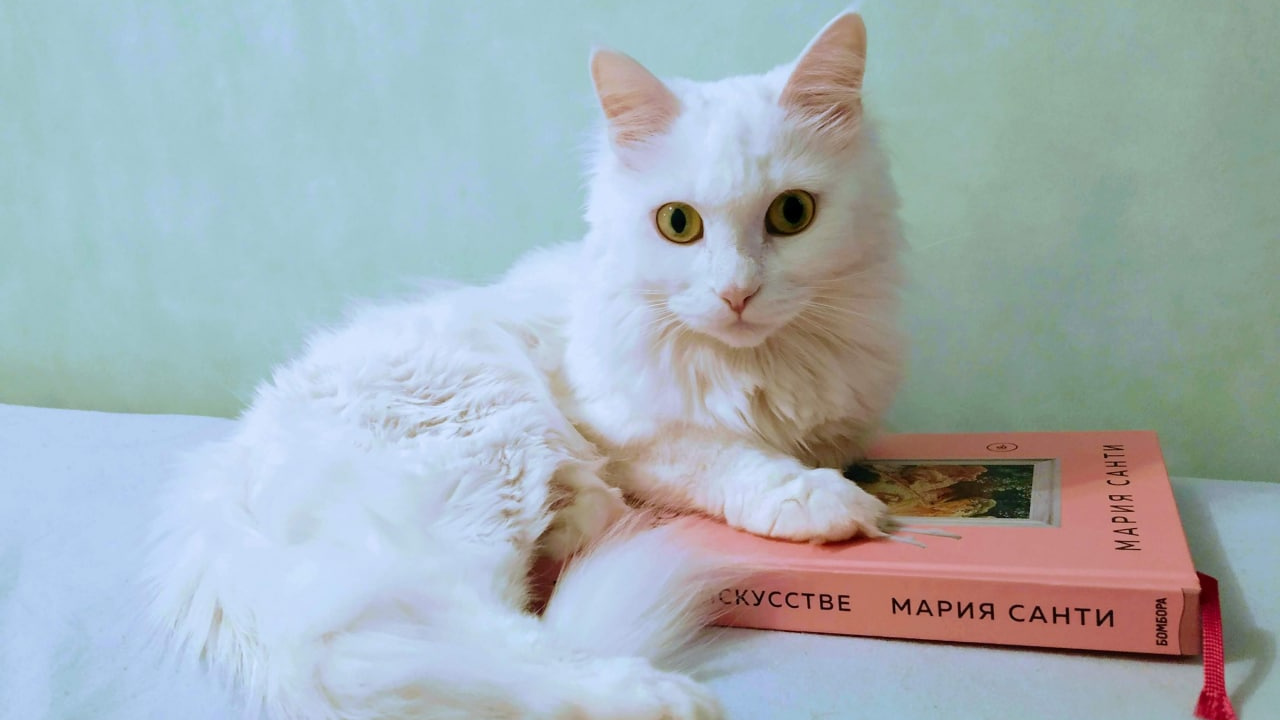 Десятка пушистых звезд. Фото котиков и собачек от читателей «ИрСити» ко Всемирному дню домашних животных