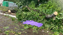 «Не могли вытащить»: во время грозы под Ярославлем упавшим деревом убило женщину
