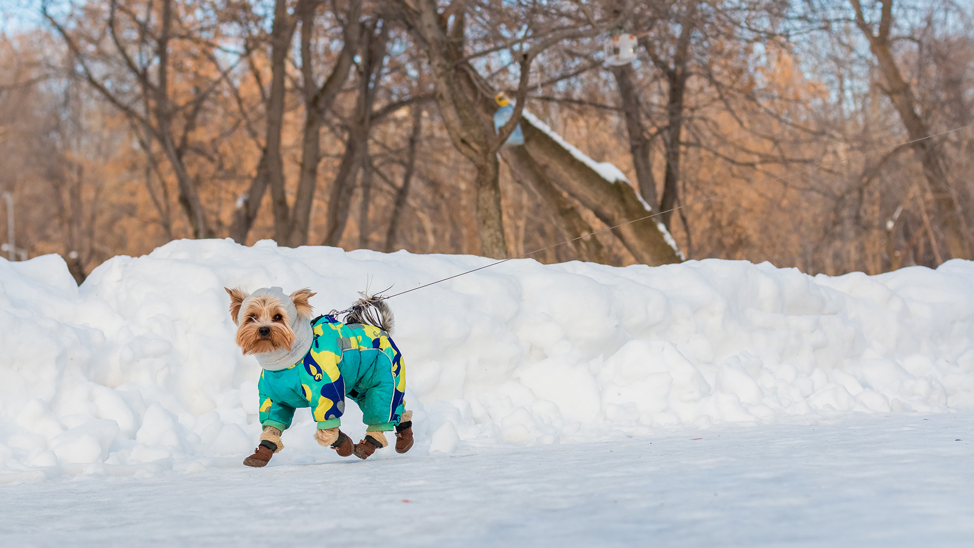 В Тольятти появится новая площадка для выгула собак
