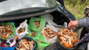 Екатеринбуржцы раскрыли места, где собирают грибы ведрами