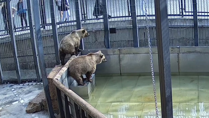 Покормивший медведей посетитель возмутил работников челябинского зоопарка и убежал после вызова охраны