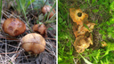 «Маслята, подберезовики собирают»: под Красноярском пошли первые грибы