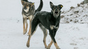 Стая собак накинулась на пару прохожих у сервисов в Солнечном. Их спас неравнодушный автомобилист