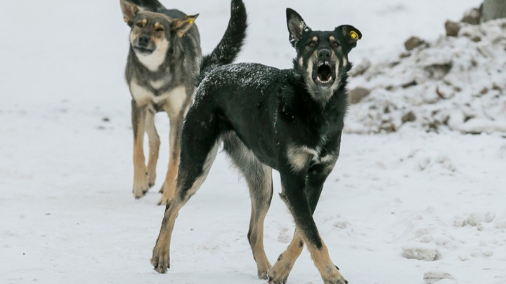 Стая собак накинулась на пару прохожих у сервисов в Солнечном. Их спас неравнодушный автомобилист